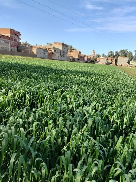 القمح عندي وفيه عليق